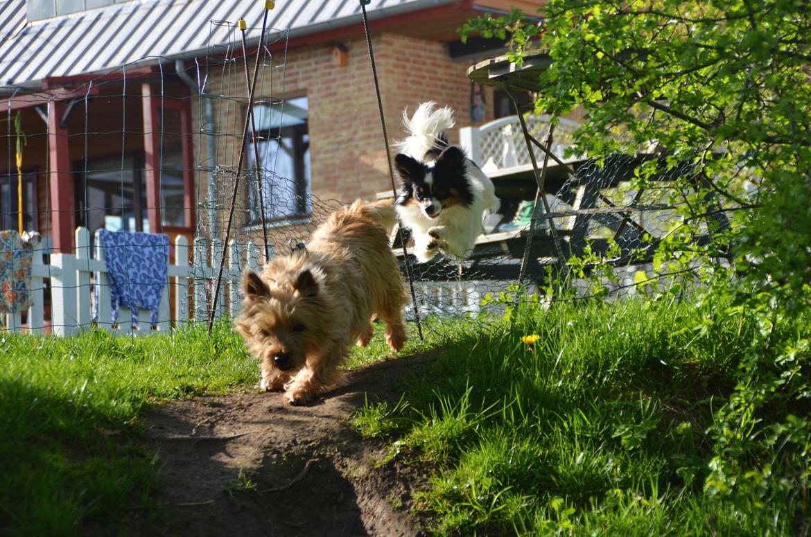 Papillon Kenzo - Ja, så hjælper det jo ikke at have et hegn vel ..? :b billede 19