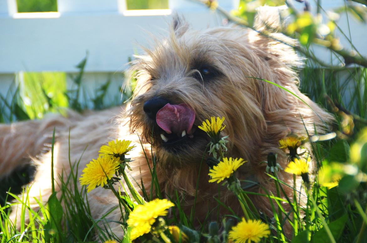 Cairn terrier Sia - Jeg elsker dig Sia <3 billede 1