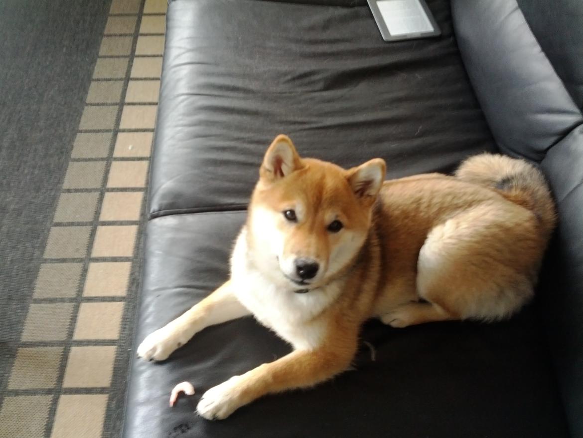 Shiba Aikou - i sommerhus med "mor og far" 5 mdr. gammel billede 13