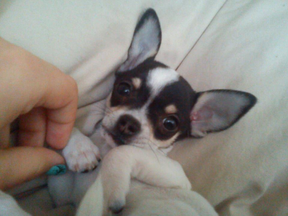 Chihuahua Kayla - 9 uger billede 1