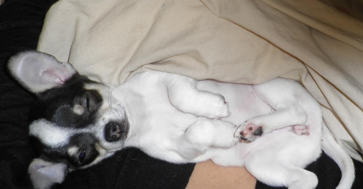 Chihuahua Kayla - 9 uger billede 3