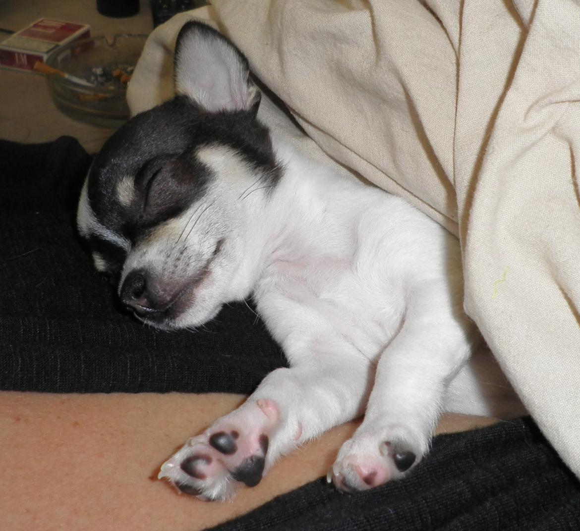 Chihuahua Kayla - 9 uger billede 2