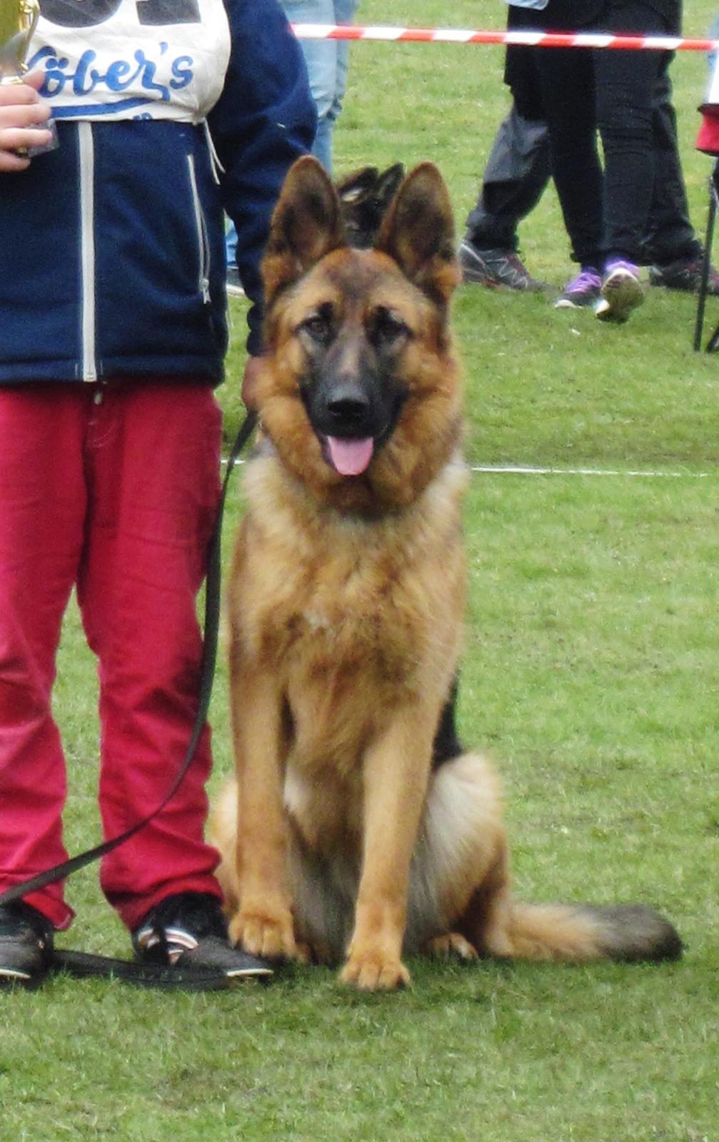 Schæferhund Sifirik's Bellis - min lækre Bellis <3<3<3 billede 15