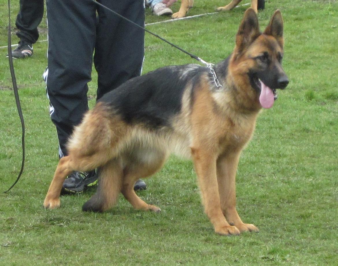 Schæferhund Sifirik's Bellis billede 16