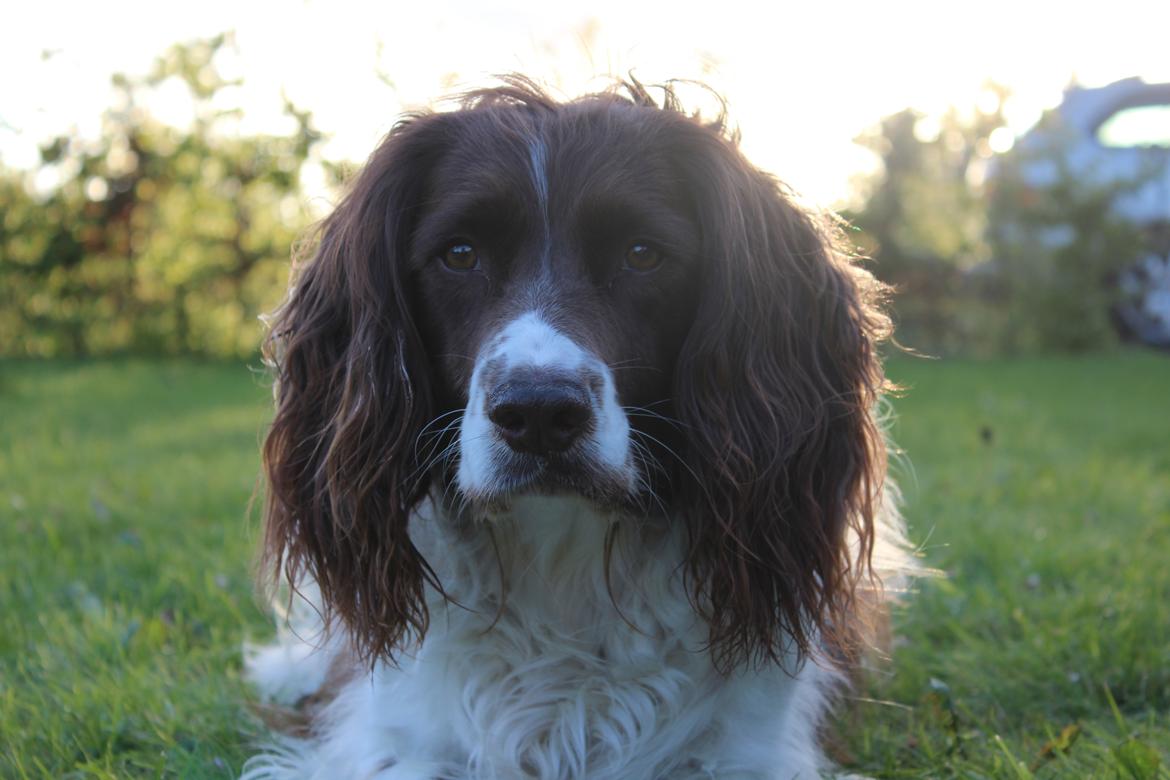 Engelsk springer spaniel Nuser billede 1