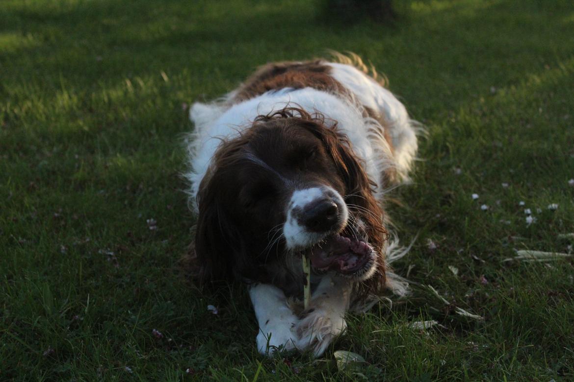 Engelsk springer spaniel Nuser billede 14