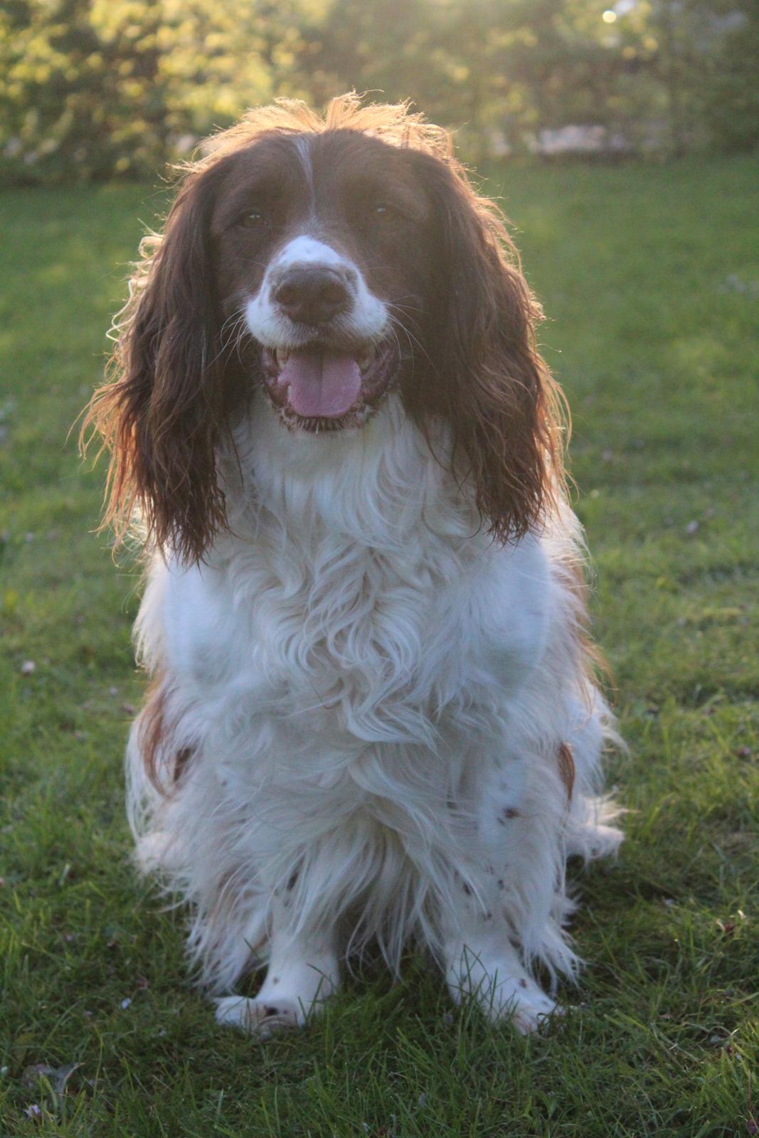 Engelsk springer spaniel Nuser billede 15