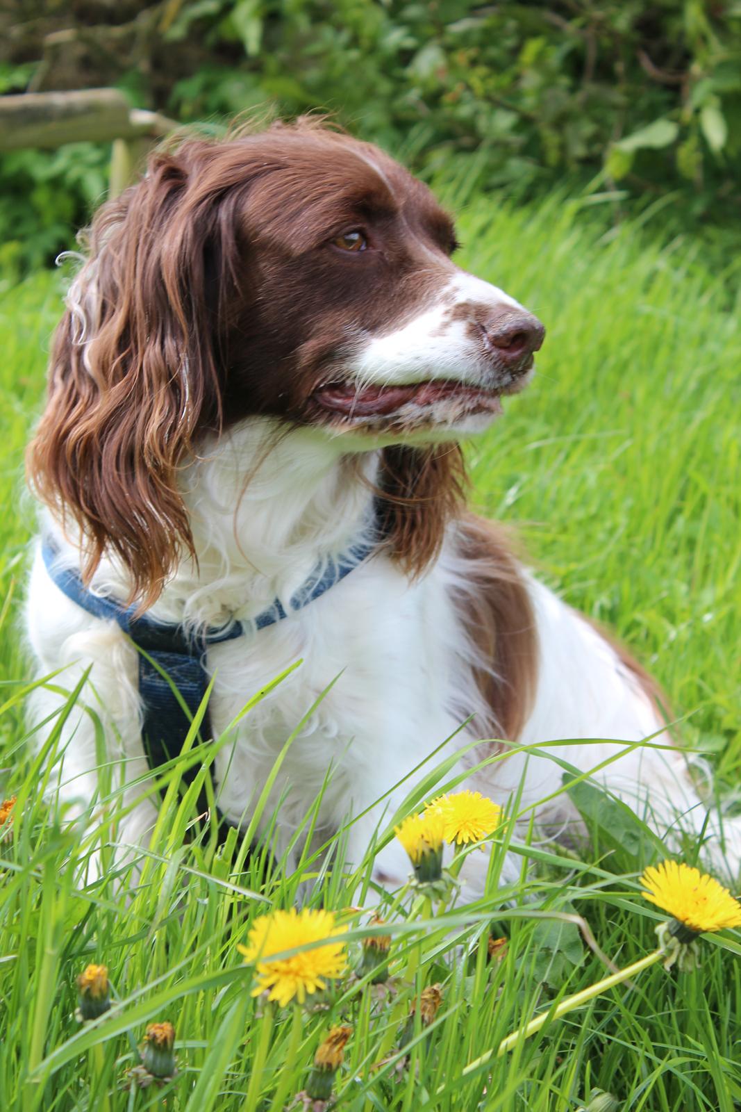 Engelsk springer spaniel Nuser billede 8
