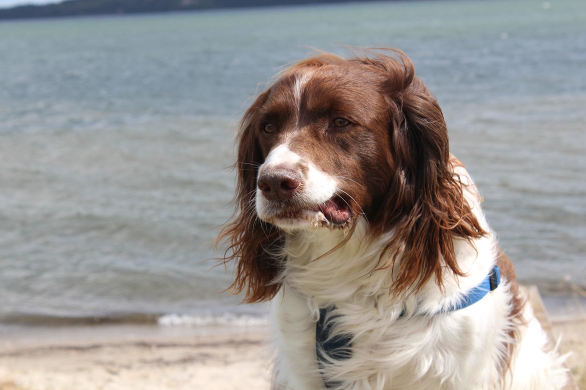 Engelsk springer spaniel Nuser billede 16