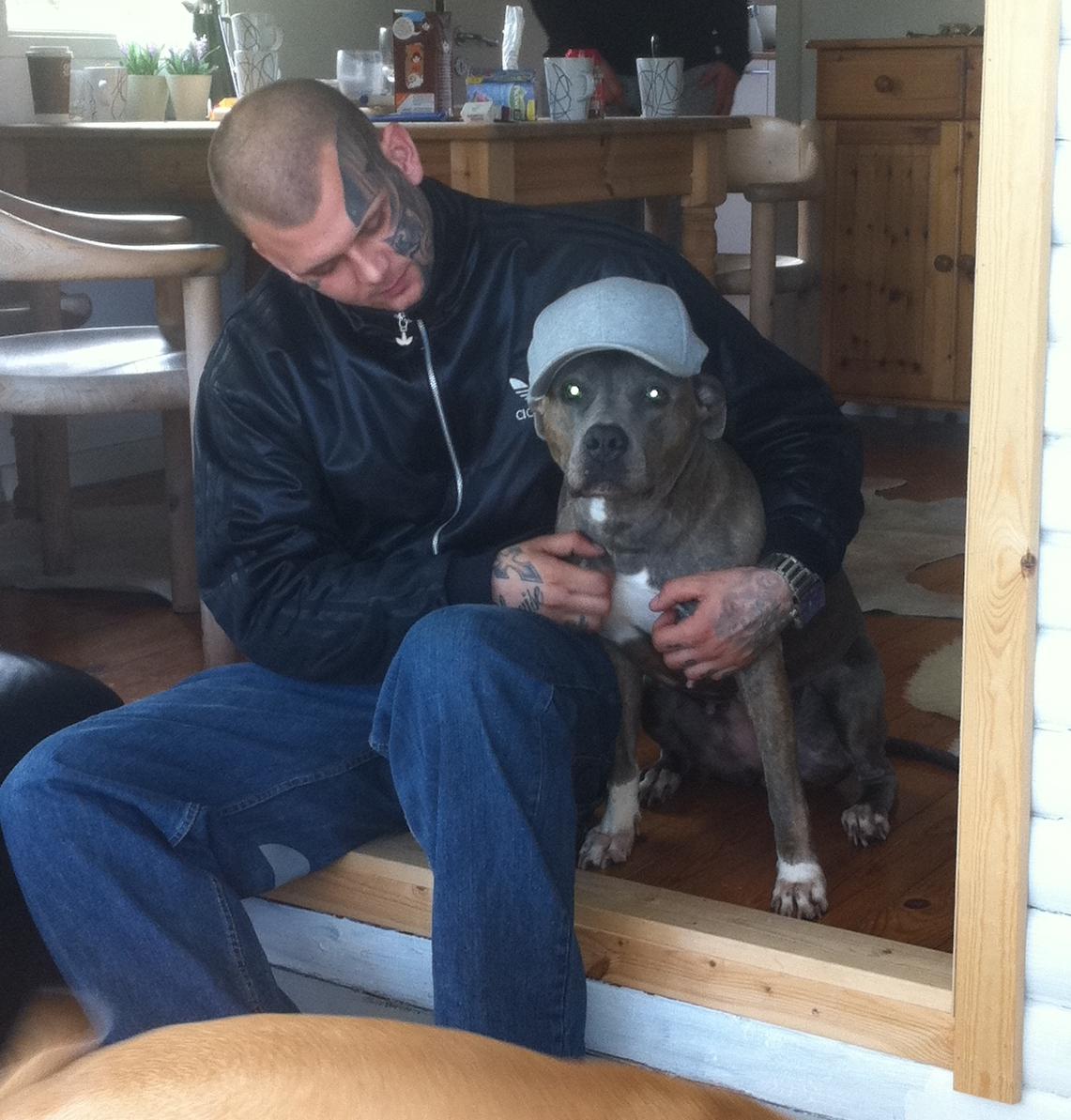 Amerikansk staffordshire terrier Chica billede 17