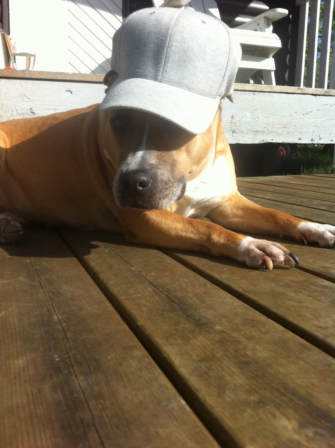 Amerikansk staffordshire terrier trunte billede 8