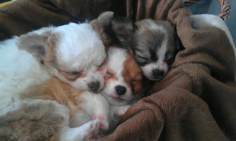 Chihuahua Chihunde's Aya billede 13