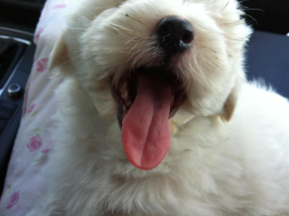 Coton de tulear Cuba:-* Min dreng<3 - nurrh! <3 billede 4