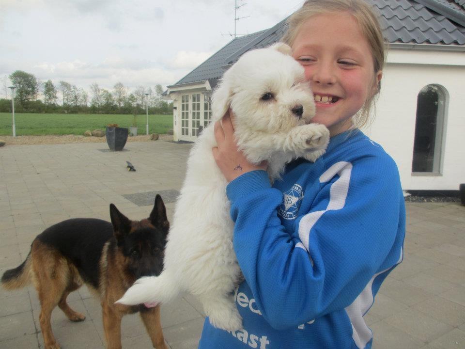 Coton de tulear Cuba:-* Min dreng<3 - lille søster, cuba og Diesel!! <3 billede 6