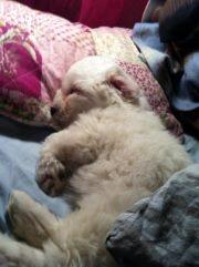 Coton de tulear Cuba:-* Min dreng<3 - Nurhh, den sover! <3 billede 7