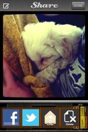 Coton de tulear Cuba:-* Min dreng<3 - søøødt! <3 billede 8