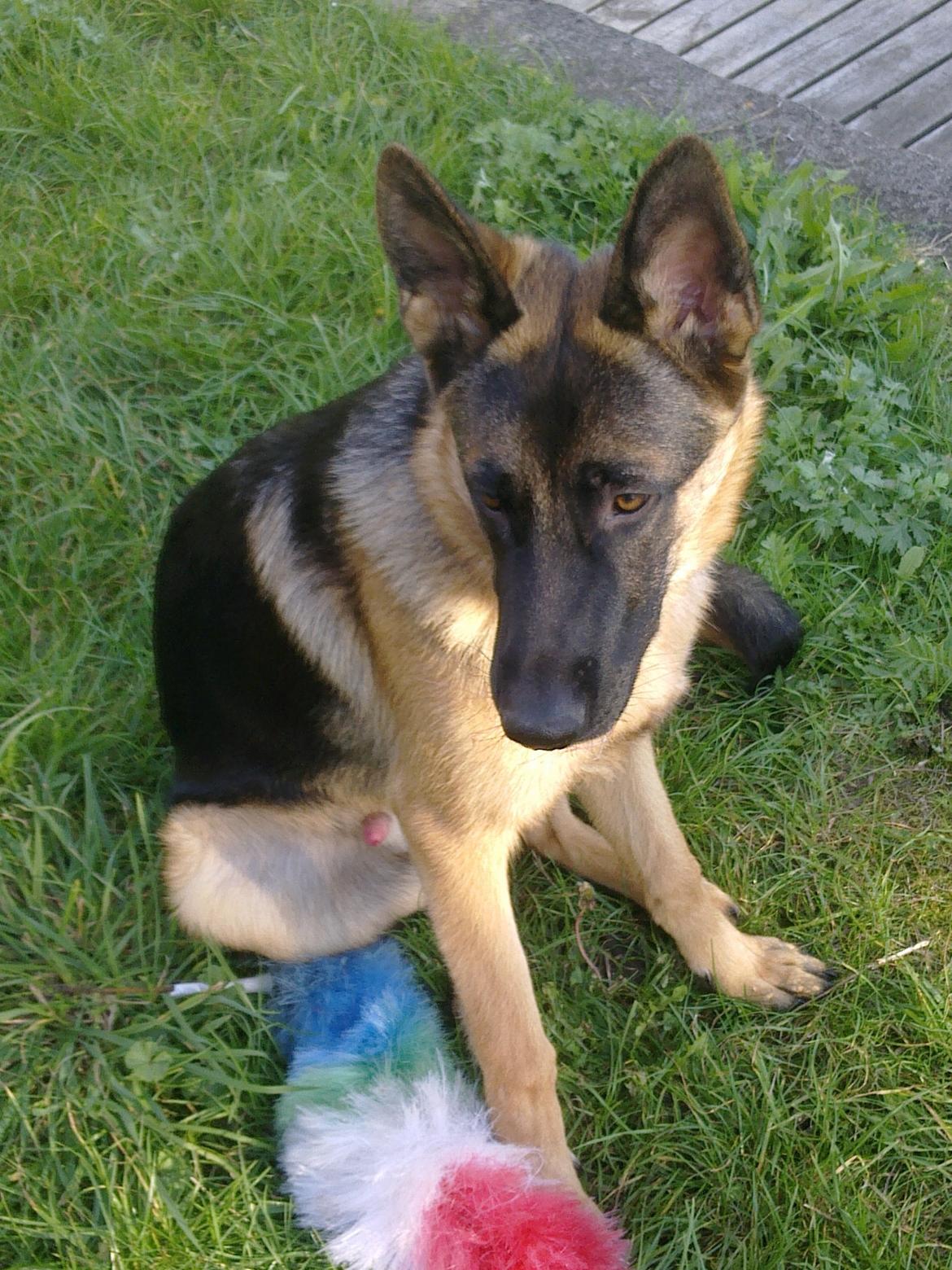 Schæferhund Tjeco Dario Andersen - <3 billede 13