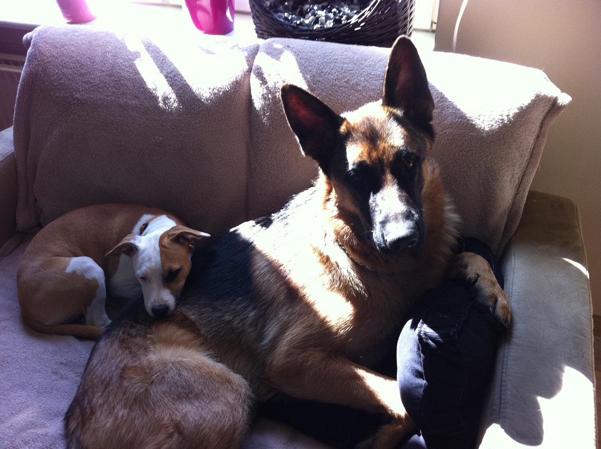 Schæferhund Tjeco Dario Andersen - Putter lige med lille søster billede 14