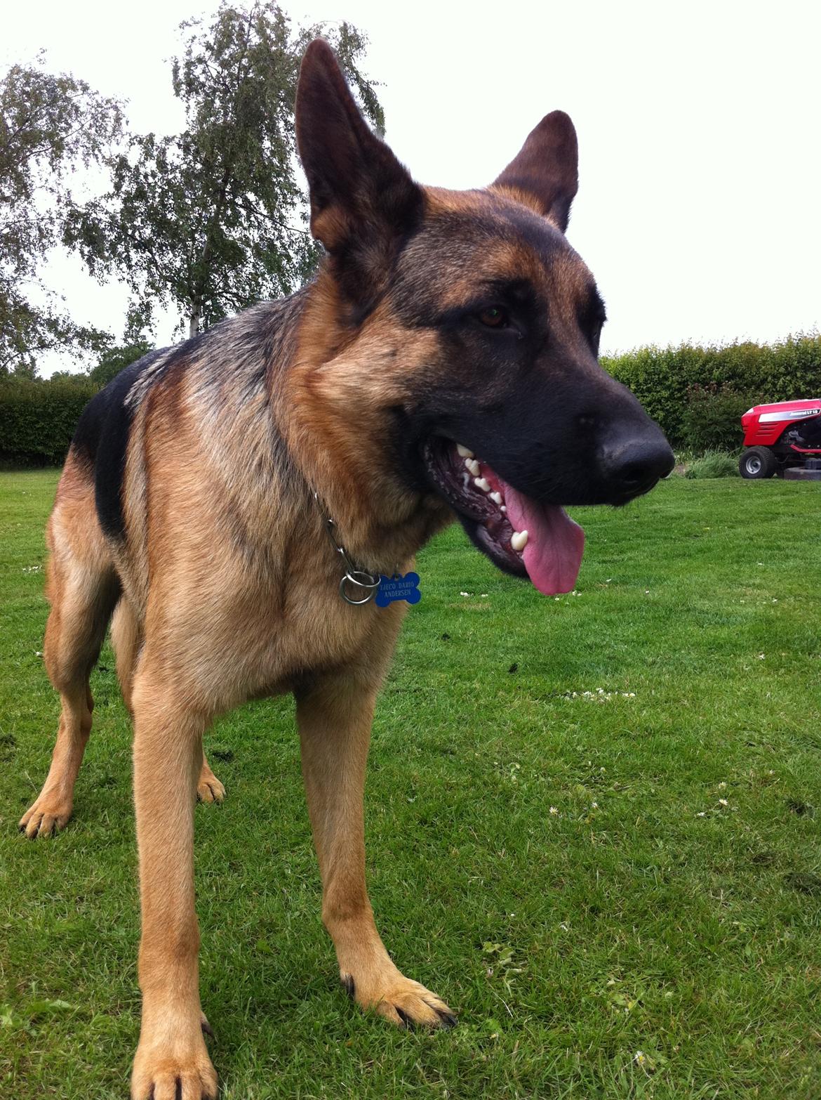 Schæferhund Tjeco Dario Andersen - <3 billede 15