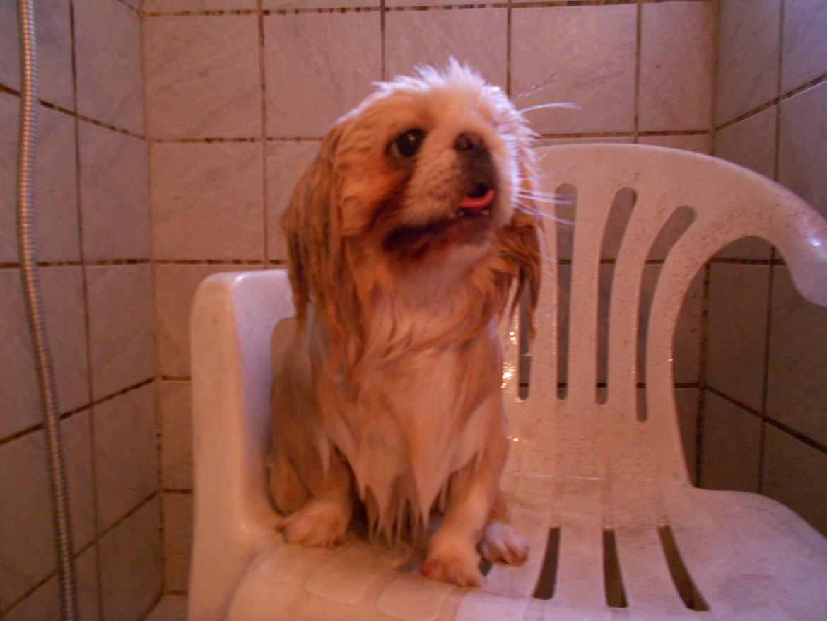 Pekingeser Siko - Siko i bad <3 billede 18