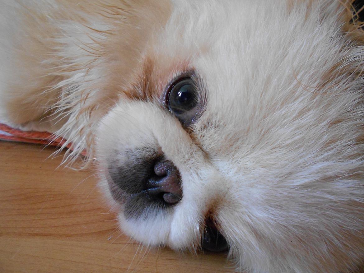 Pekingeser Siko billede 2