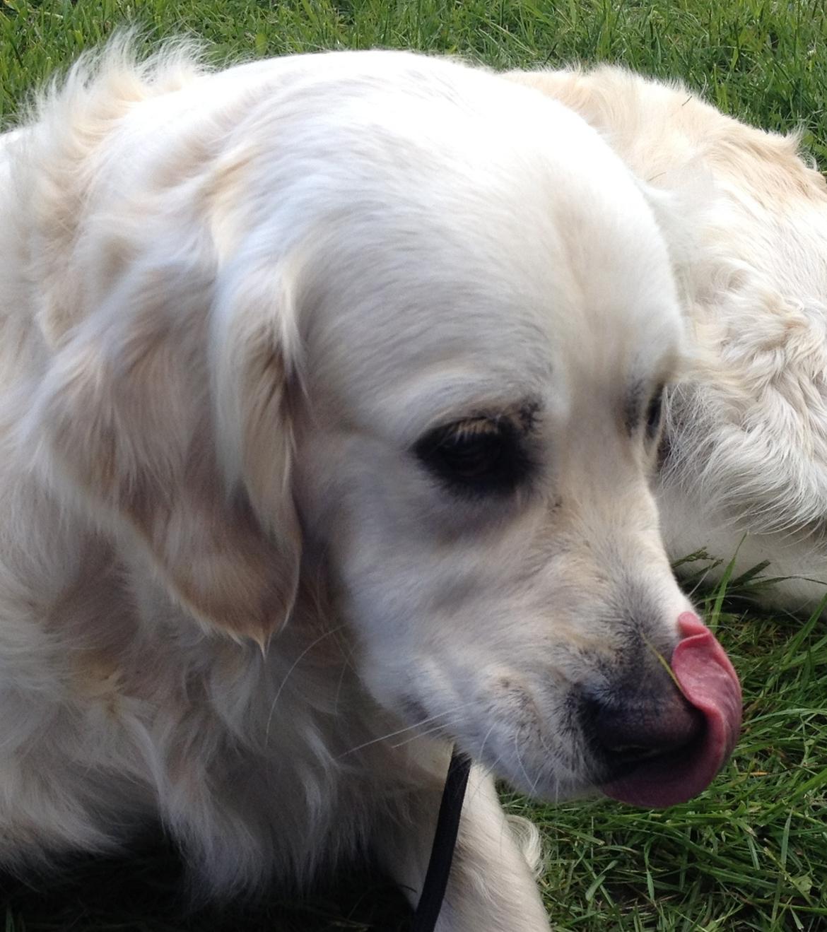 Golden retriever Penelope billede 6