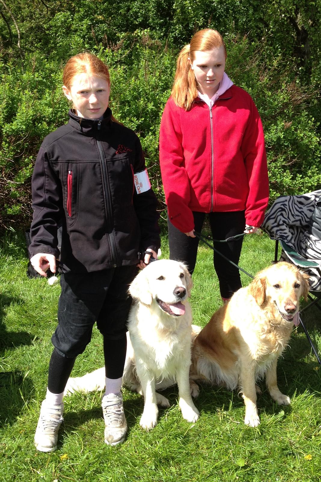 Golden retriever Penelope billede 3