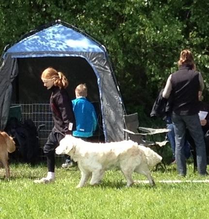 Golden retriever Penelope billede 4