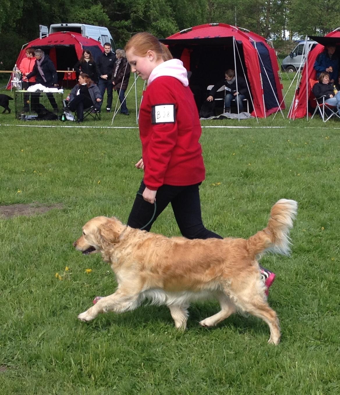 Golden retriever Penelope billede 5