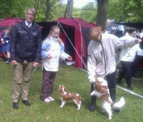 Cavalier king charles spaniel Murnley´s Bijou Avenue - Bijou - Bijou bedste cavalier baby OG BIR cavalier - Bakkeskue 17/5-2012. Bare knapt 5 måneder gammel :-) billede 13