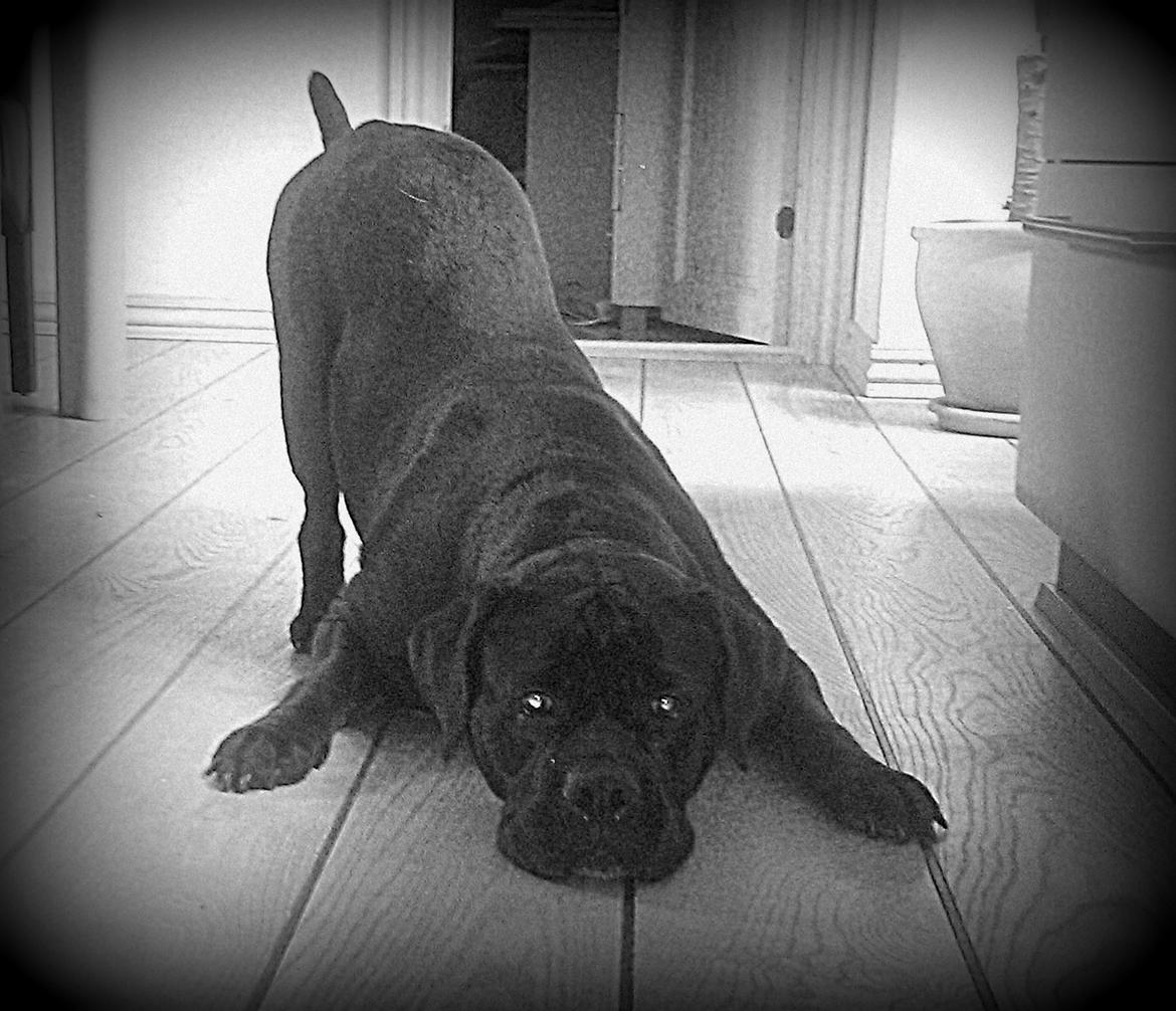 Blanding af racer Cleo billede 12