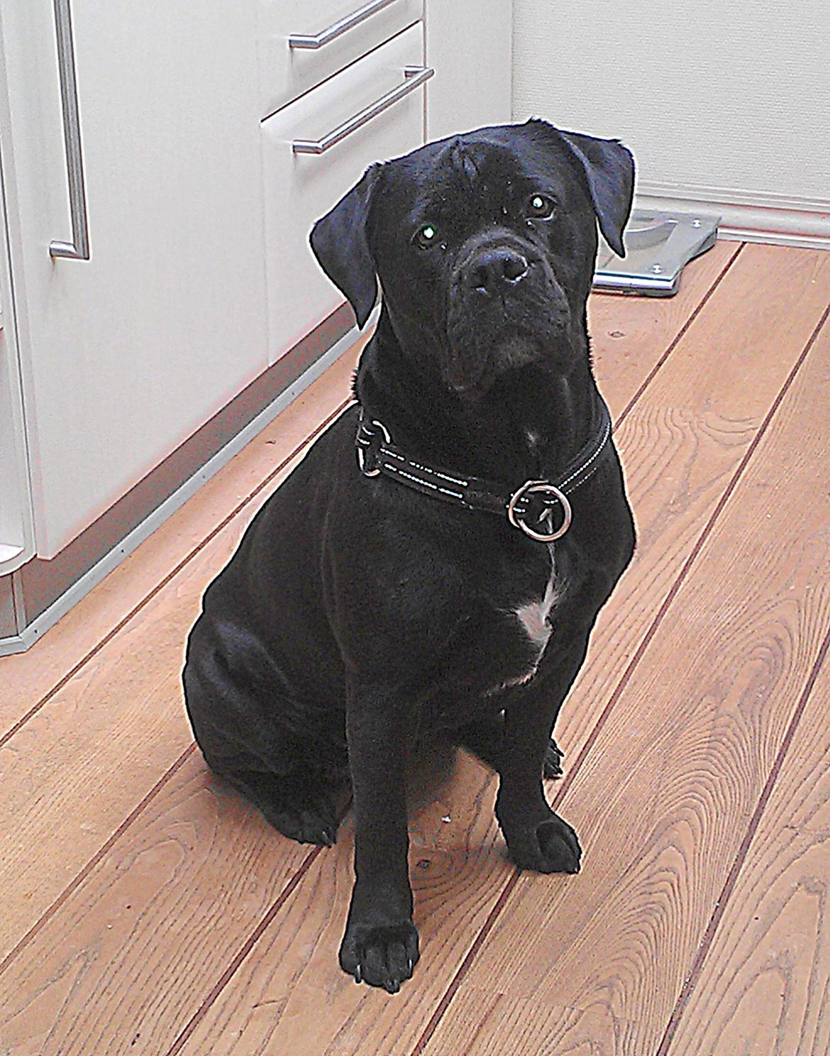 Blanding af racer Cleo billede 13