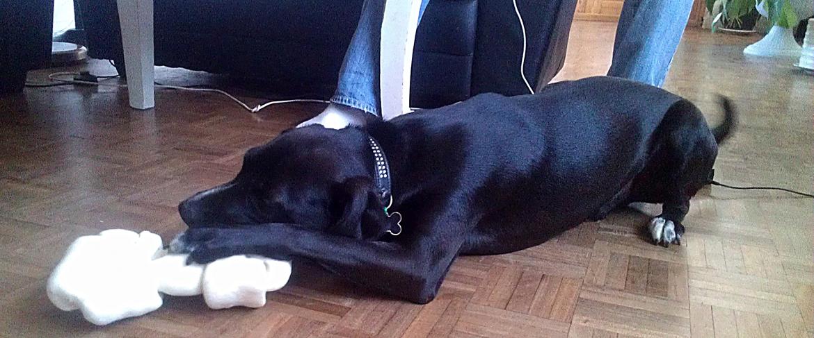 Blanding af racer Lucas billede 2