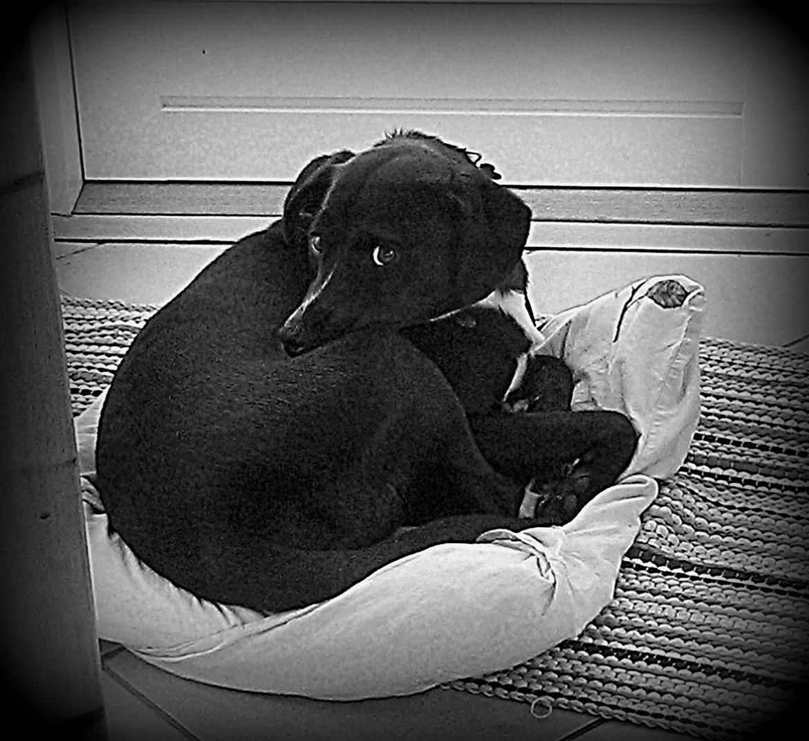 Blanding af racer Lucas billede 3