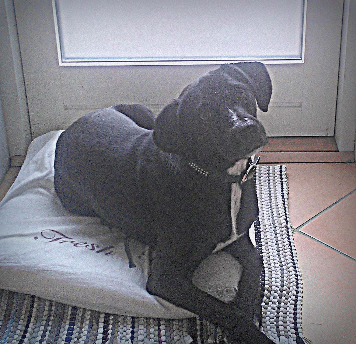 Blanding af racer Lucas billede 1