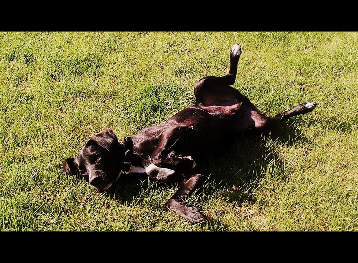 Blanding af racer Lucas billede 4