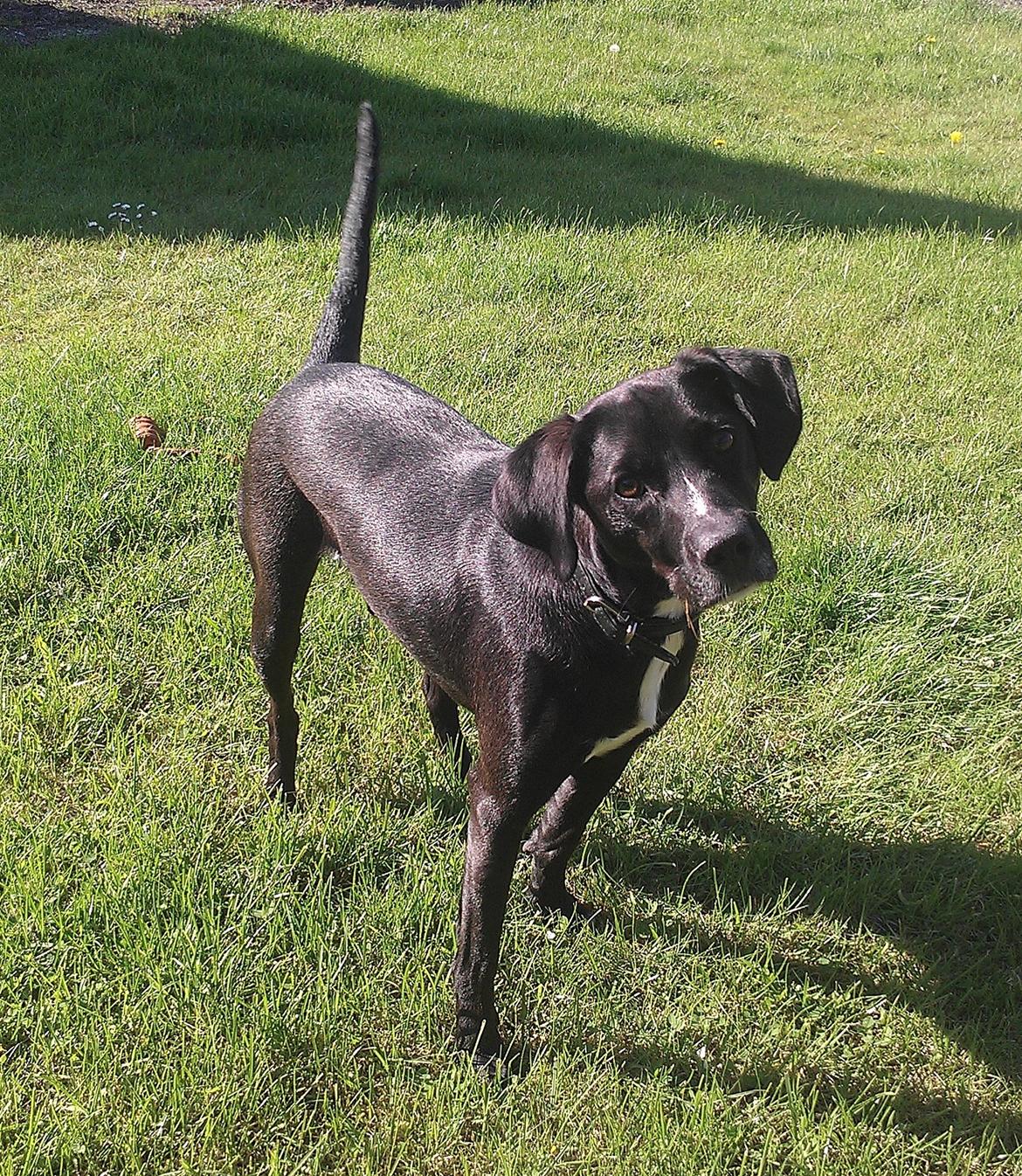 Blanding af racer Lucas billede 5