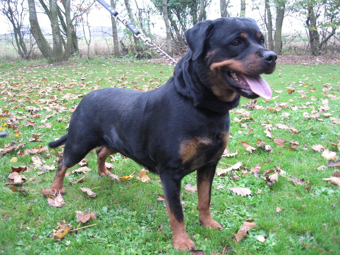 Rottweiler Arzadons Latoya billede 1