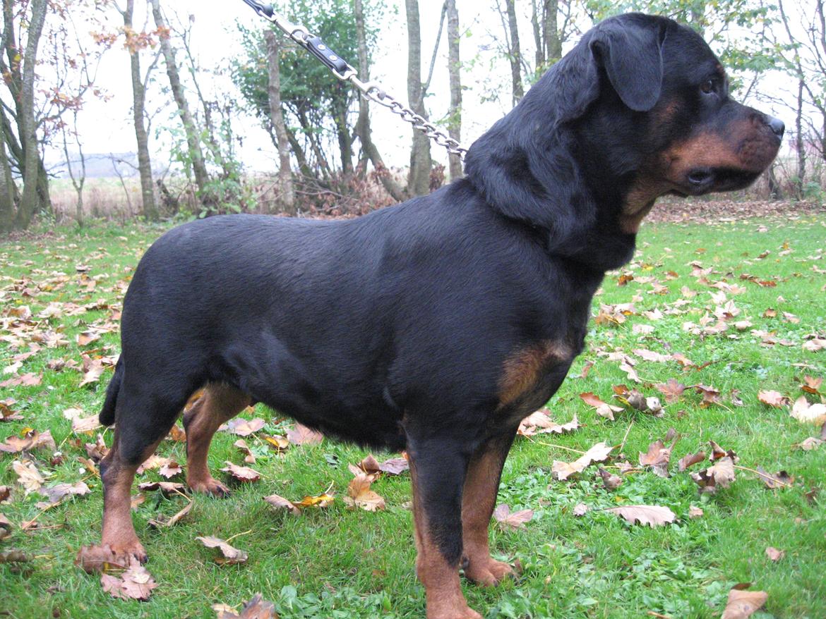 Rottweiler Arzadons Latoya billede 2