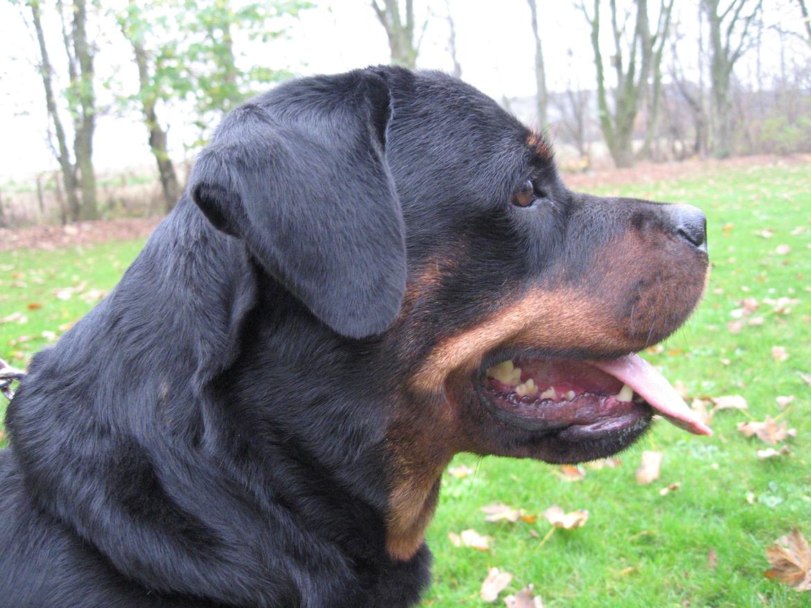 Rottweiler Arzadons Latoya billede 3
