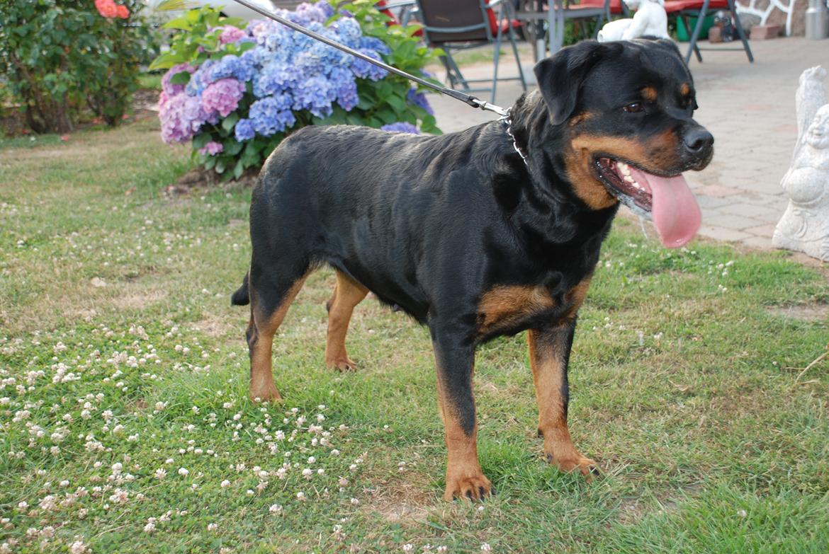 Rottweiler Arzadons Latoya billede 4