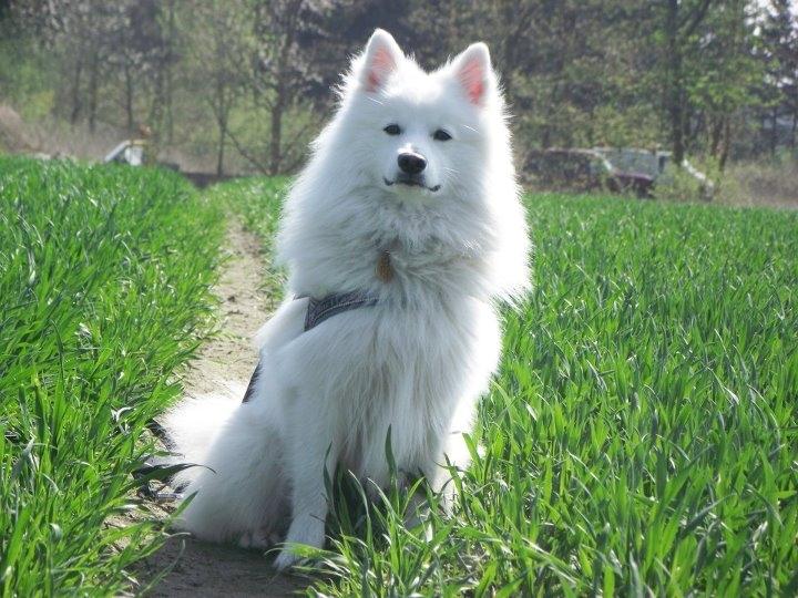 Japansk spids - Chiko - Foto - Nynne. billede 22