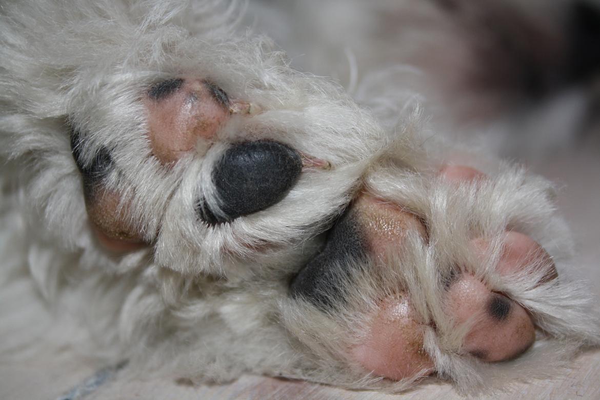 West highland white terrier Marley billede 4