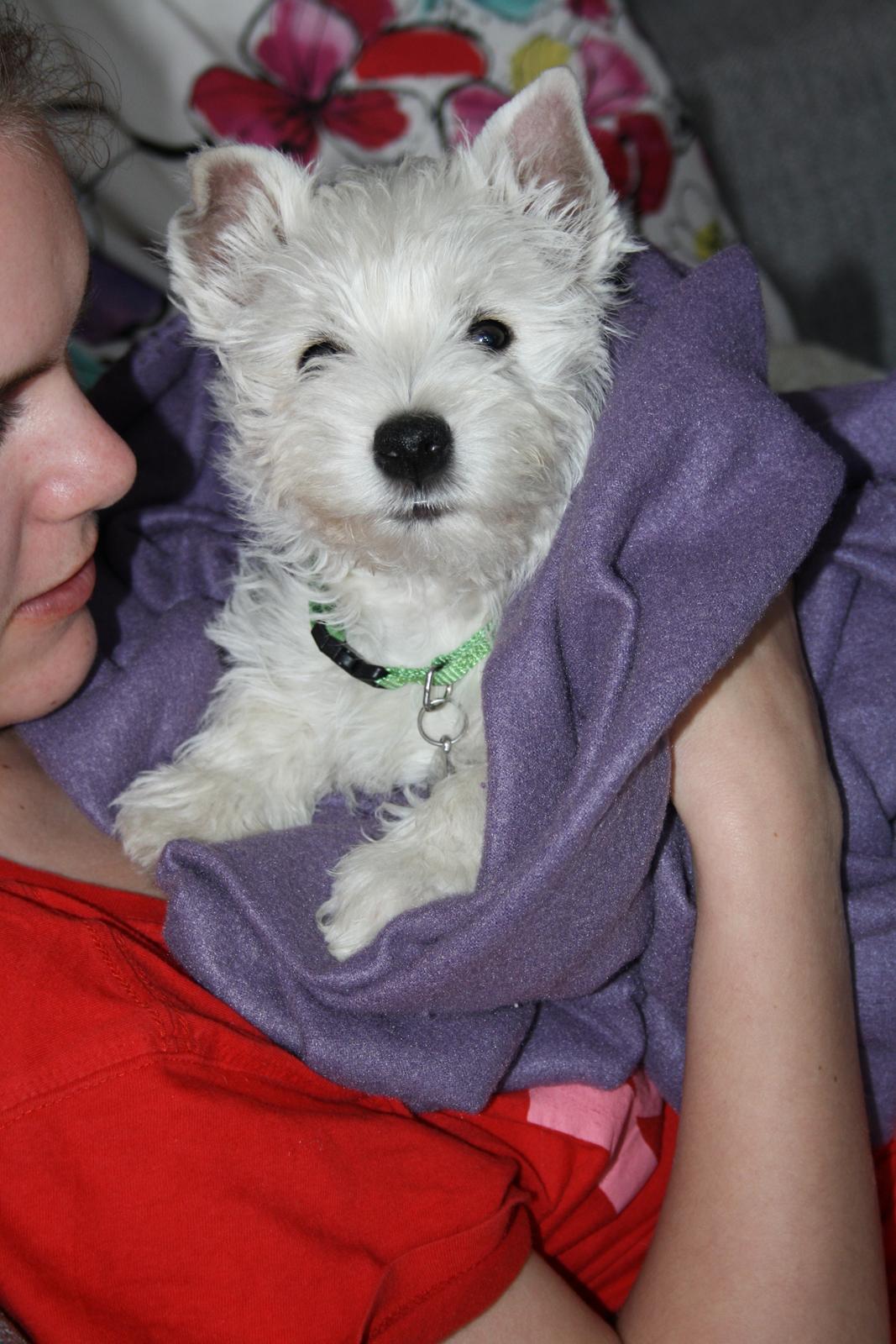 West highland white terrier Marley billede 5