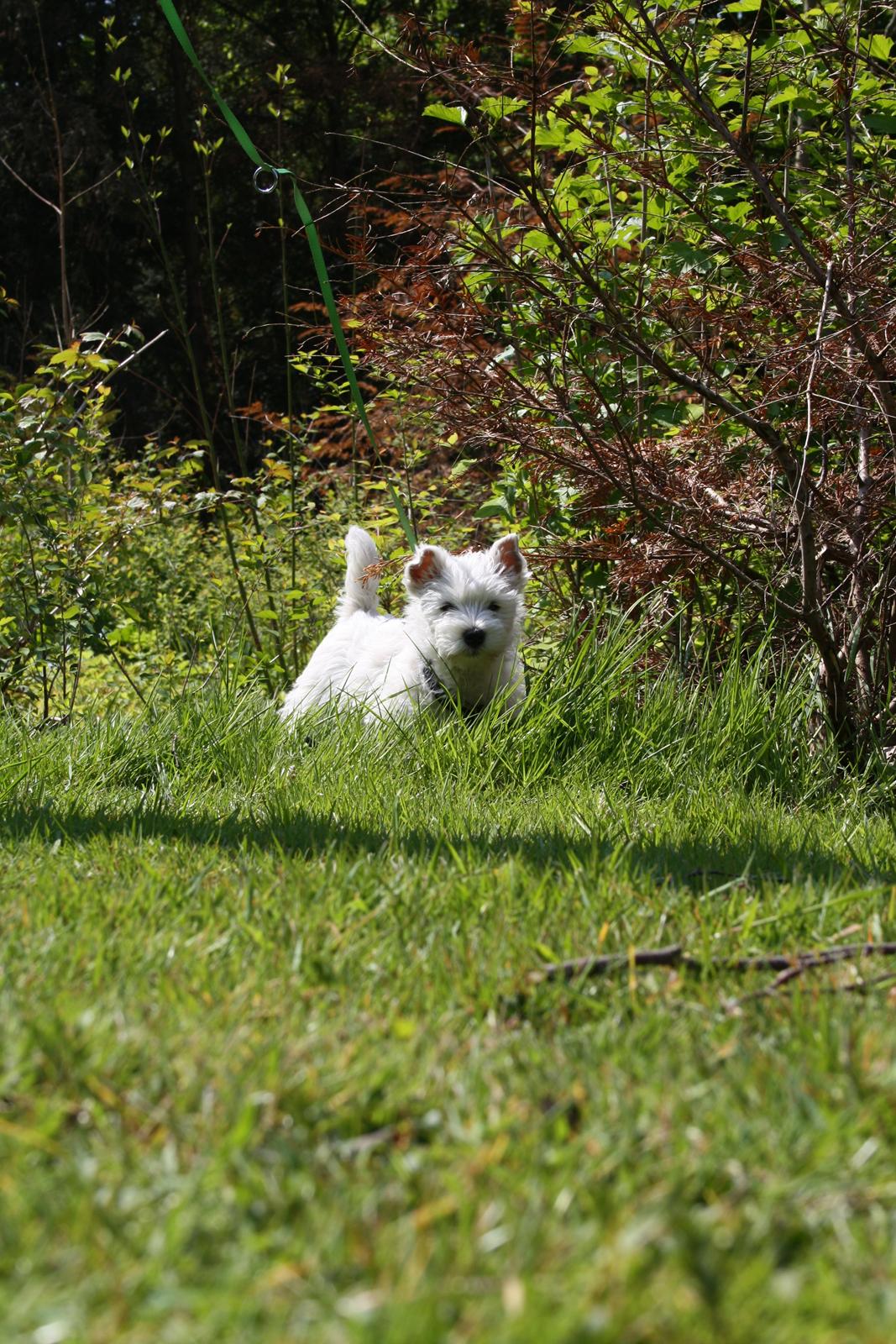 West highland white terrier Marley billede 6