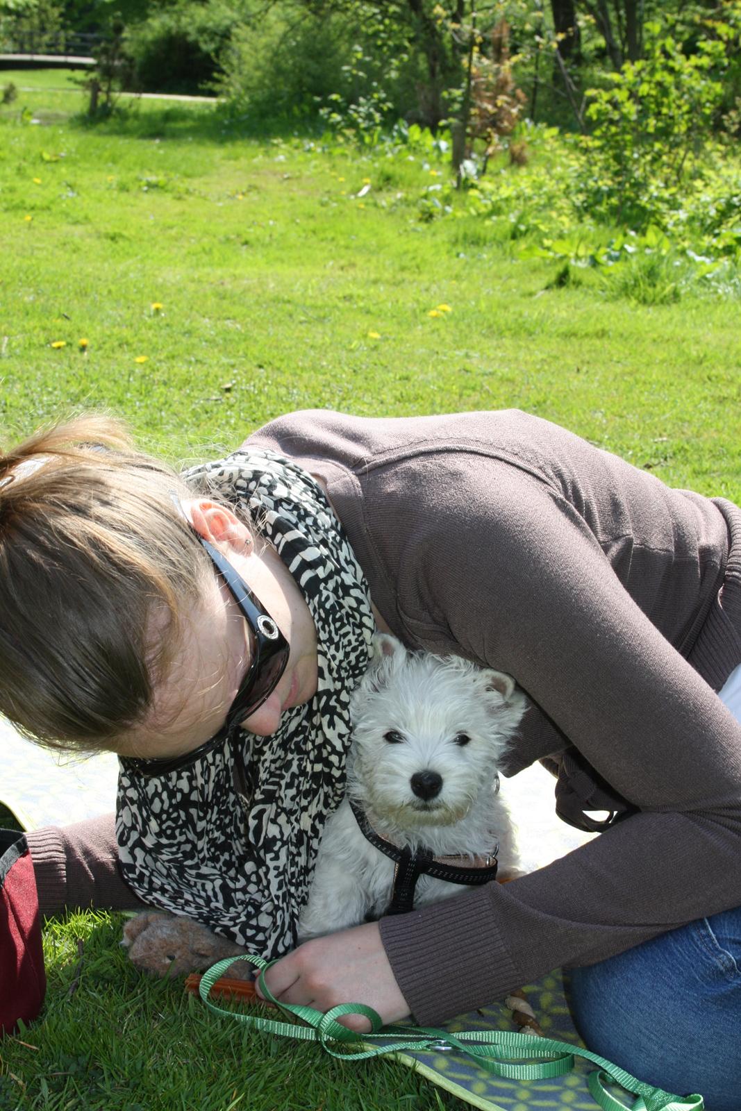 West highland white terrier Marley billede 7