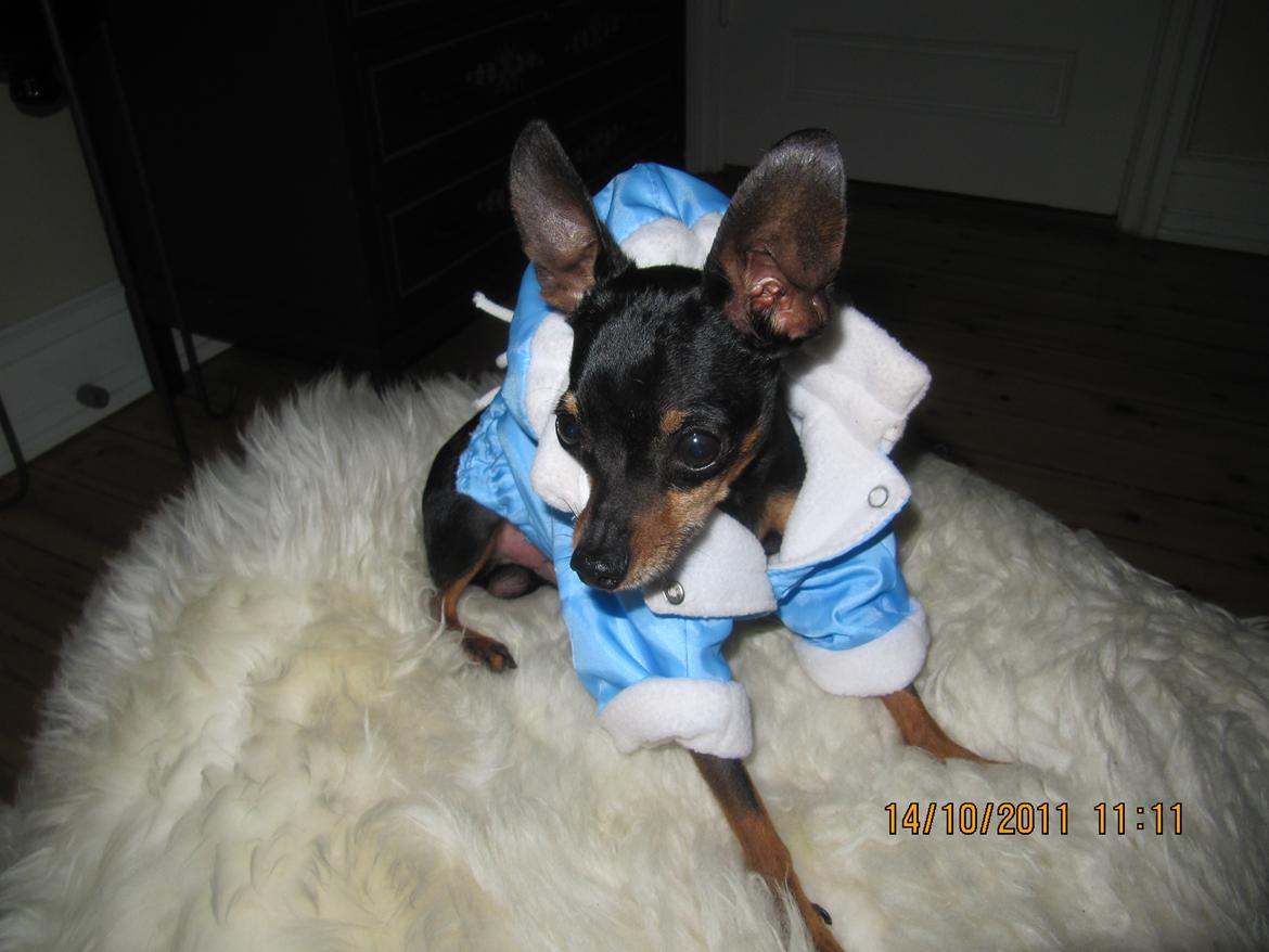 Prazsky krysarik Dolchie - Vintertøj billede 2