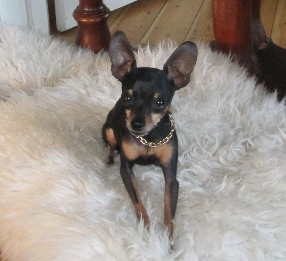 Prazsky krysarik Dolchie billede 1