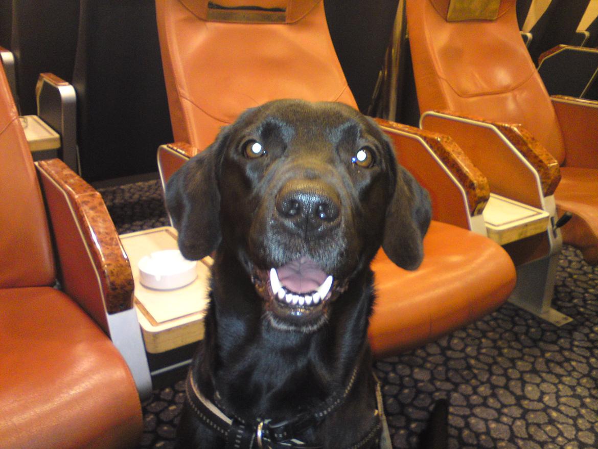 Labrador retriever tajson billede 16