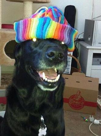 Labrador retriever tajson billede 17